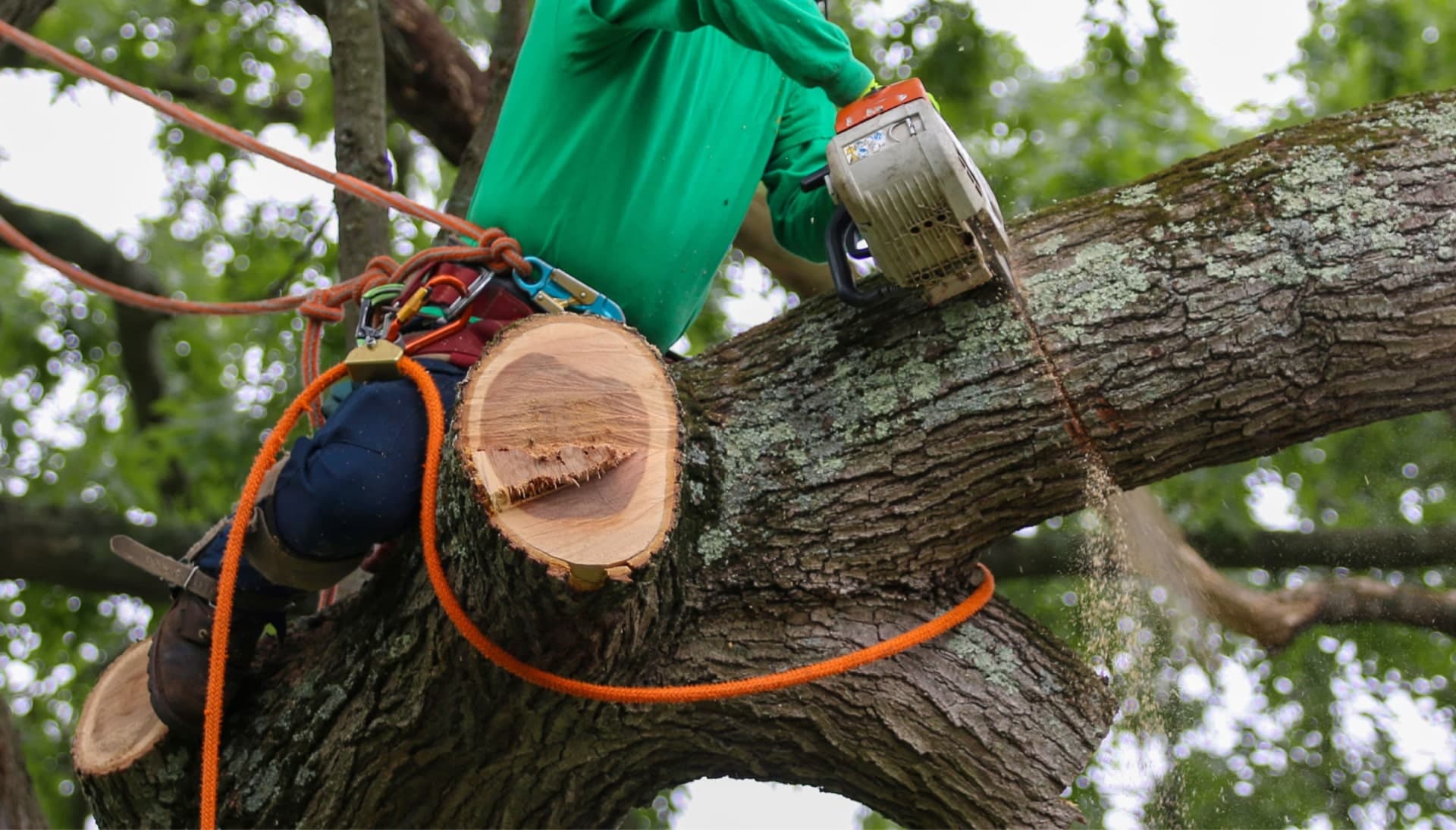 Our team is committed to making the process of tree care and removal affordable in Atlanta, Georgia